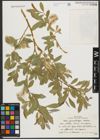 Foto von Salix pycnostachya Andersson
